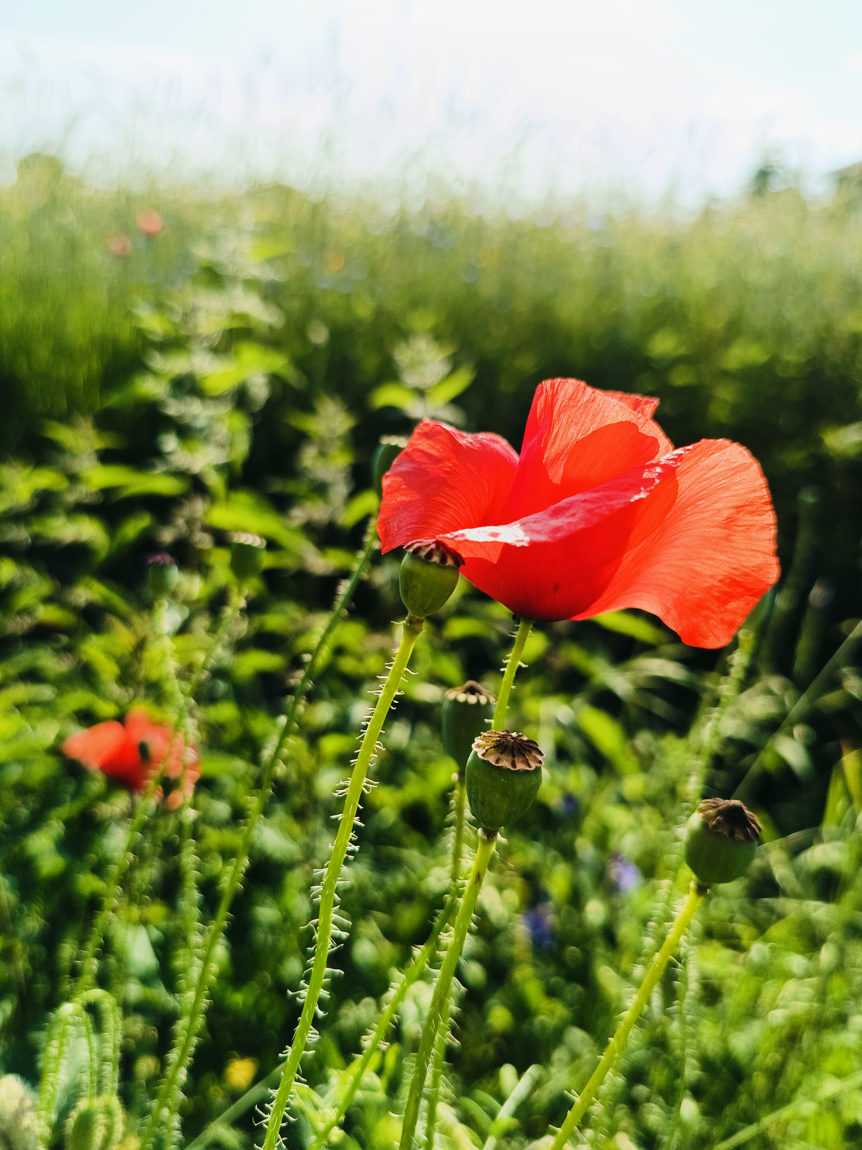 artystyczne zdjęcie mak&oacute;w