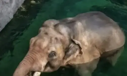 Klasa 1a ogląda kąpiel słoni w łódzkim zoo